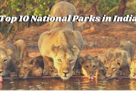 Top 10 National Parks in India