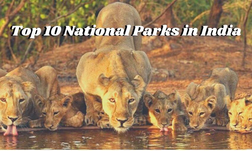 Top 10 National Parks in India