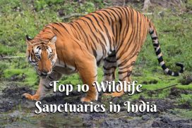 Top 10 Wildlife Sanctuaries in India