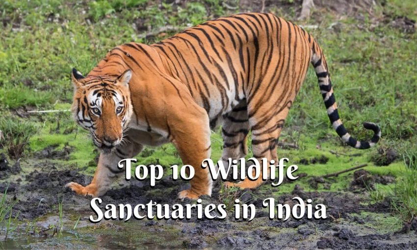 Top 10 Wildlife Sanctuaries in India